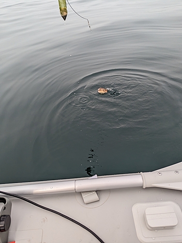 ゴマサバの釣果