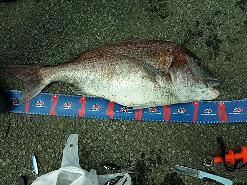 マダイの釣果