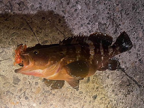 アコウの釣果