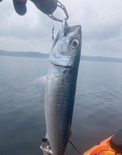 サバの釣果