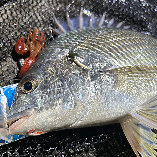 キビレの釣果