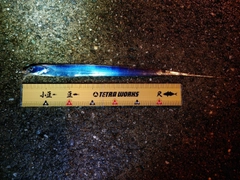 タチウオの釣果