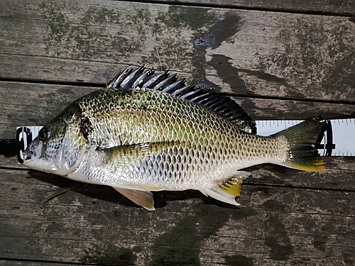 キビレの釣果