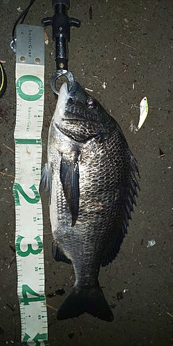 クロダイの釣果