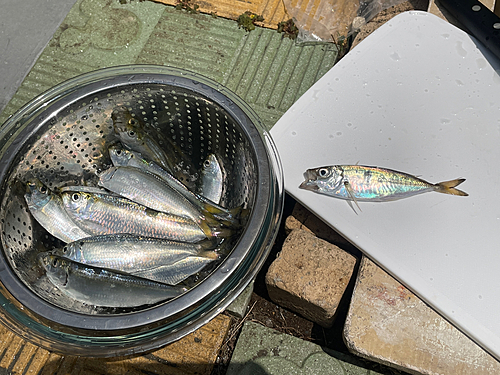 アジの釣果