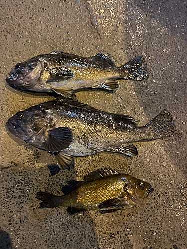 クロソイの釣果