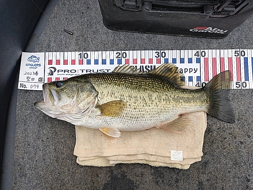 ブラックバスの釣果