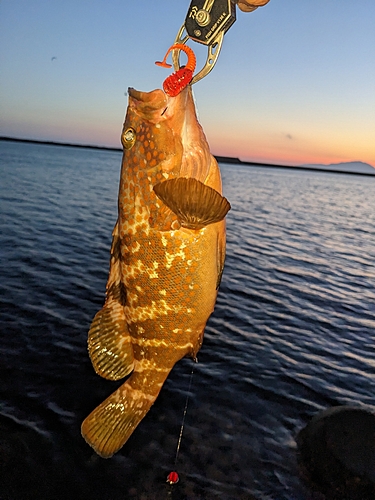 キジハタの釣果