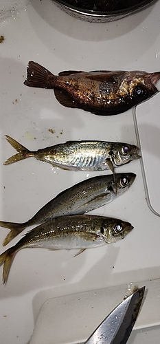 アジの釣果