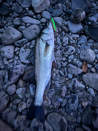 セイゴ（マルスズキ）の釣果