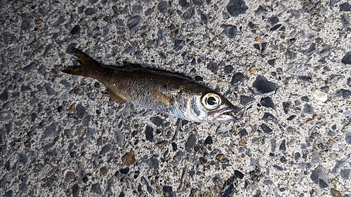 クロムツの釣果