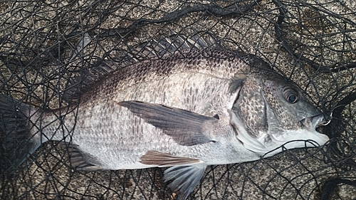 チヌの釣果