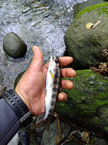 アマゴの釣果