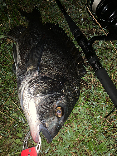 クロダイの釣果