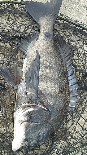 チヌの釣果