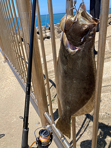 ヒラメの釣果