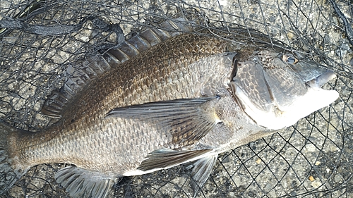 チヌの釣果