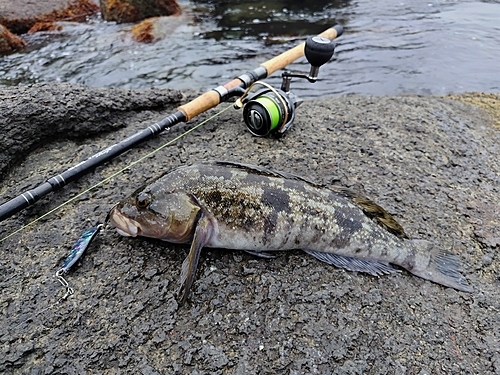 アイナメの釣果