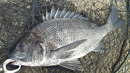 チヌの釣果