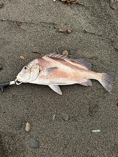 コショウダイの釣果