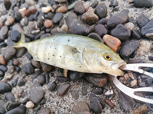 ワカナゴの釣果