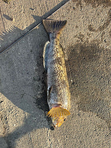 アブラコの釣果