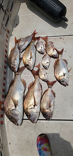 マダイの釣果