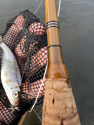 オイカワの釣果