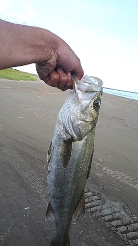 スズキの釣果