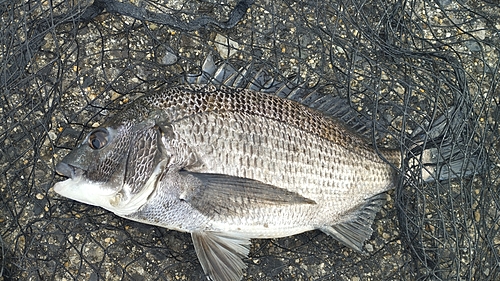 チヌの釣果