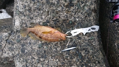 キジハタの釣果