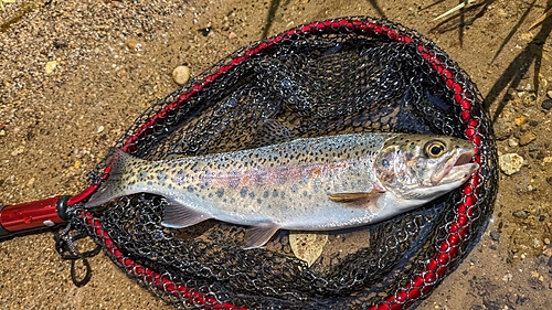 ニジマスの釣果