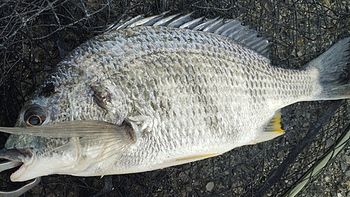 キビレの釣果