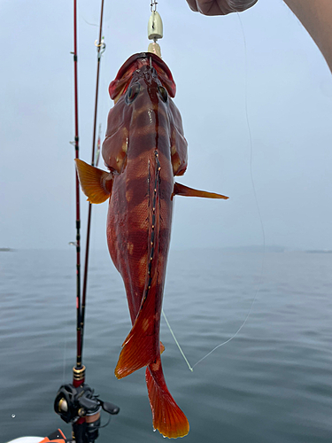 サバの釣果