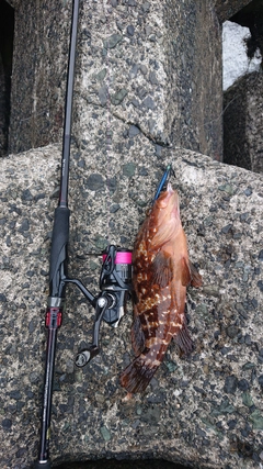 キジハタの釣果