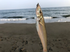 シロギスの釣果