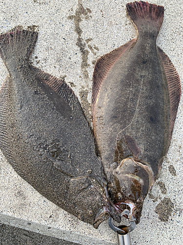 ヒラメの釣果