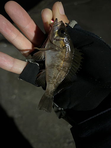 メバルの釣果