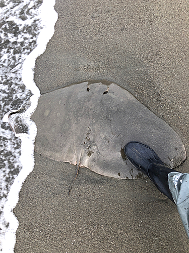 ツバクロエイの釣果