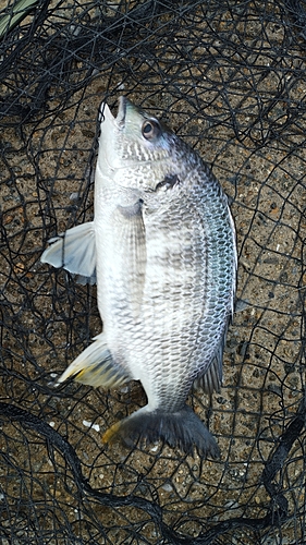 キビレの釣果