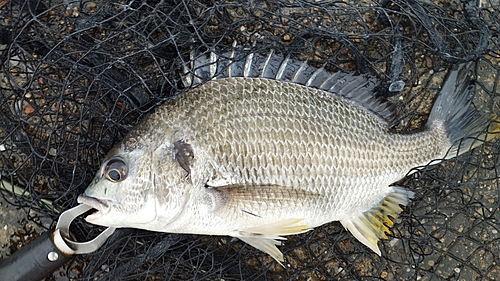 キビレの釣果