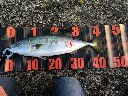 イナダの釣果