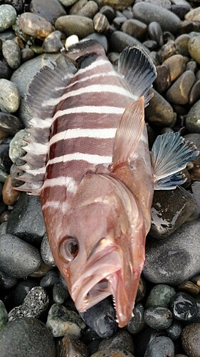 マハタの釣果