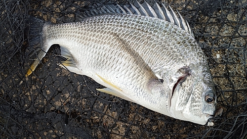 キビレの釣果