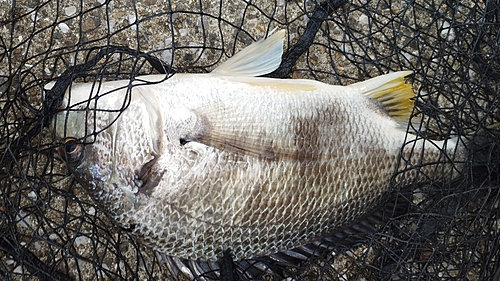 キビレの釣果