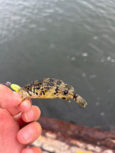 タケノコメバルの釣果