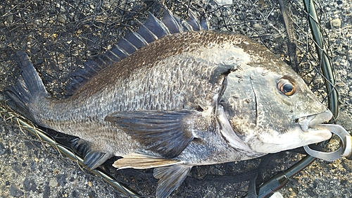 チヌの釣果