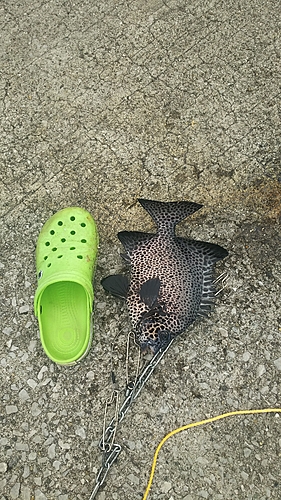 イシガキダイの釣果