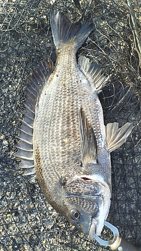 チヌの釣果