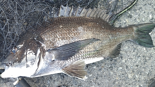 チヌの釣果